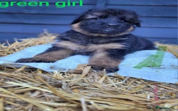 German Shepherd dogs for sale: German shepherd puppies  - Image 16
