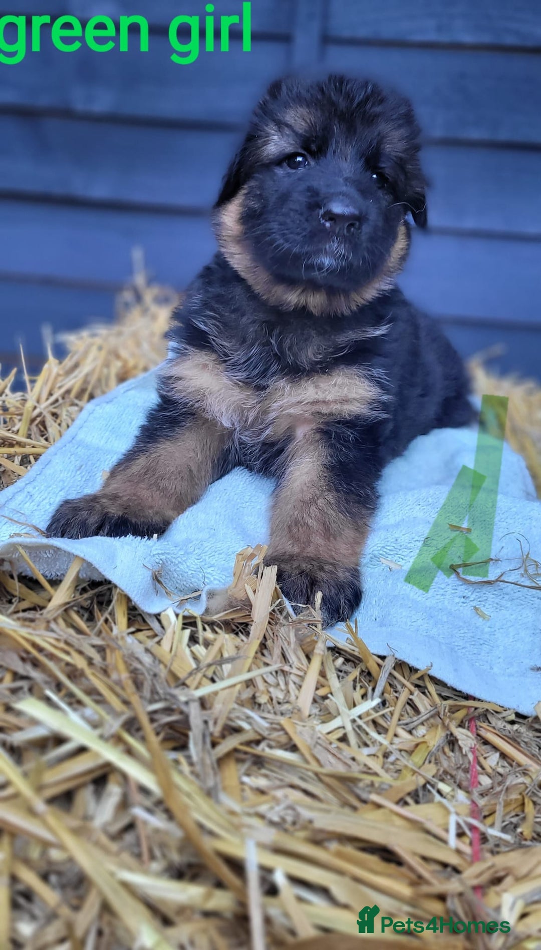 German Shepherd dogs for sale: German shepherd puppies  - Image 16