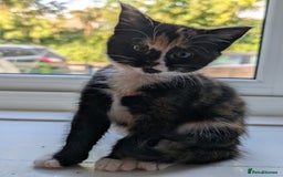 Mixed Breed cats for sale: We're just waiting for the perfect new home - Image 5