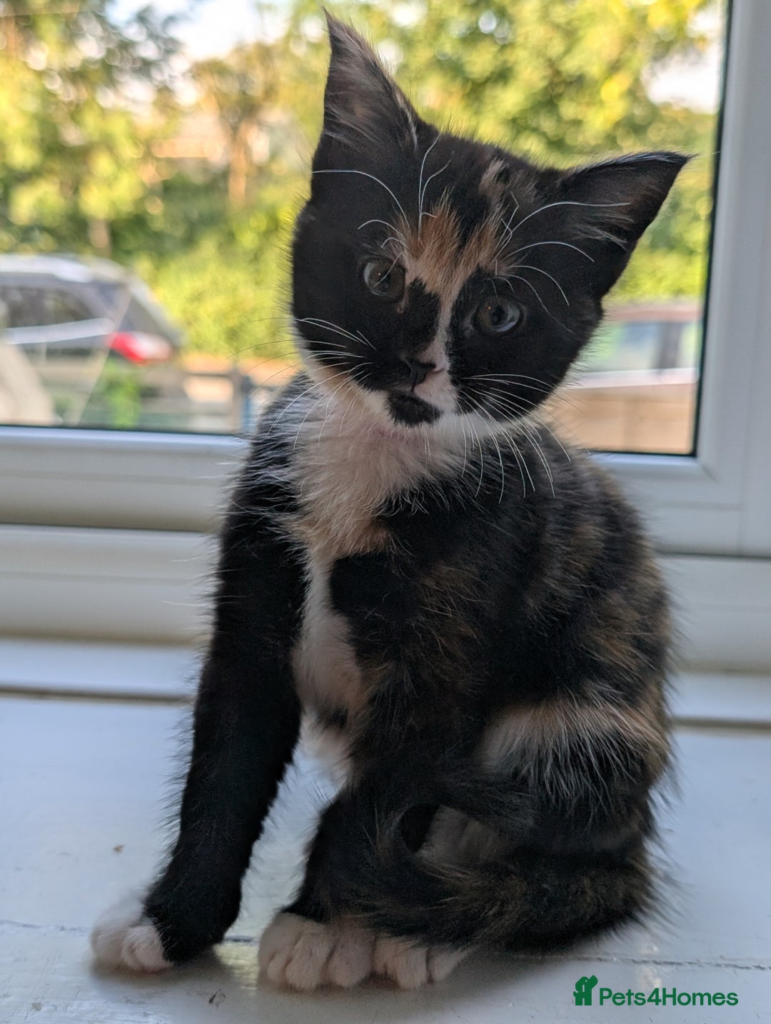 Mixed Breed cats for sale: We're just waiting for the perfect new home - Image 5