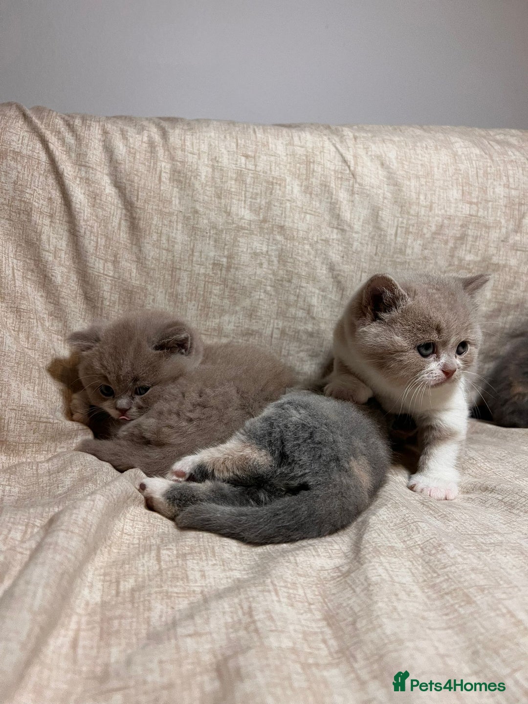 British Shorthair cats for sale: Multicolour GCCF Registered BSH kittens - Advert 10