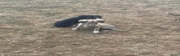 Saluki dogs for sale: Saluki puppy s  - Advert 3
