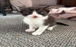 Domestic Shorthair cats for sale: Kittens looking for forever home - Image 2