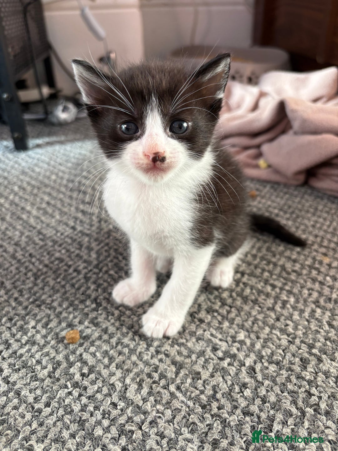 Domestic Shorthair cats for sale: Kittens looking for forever home - Image 2