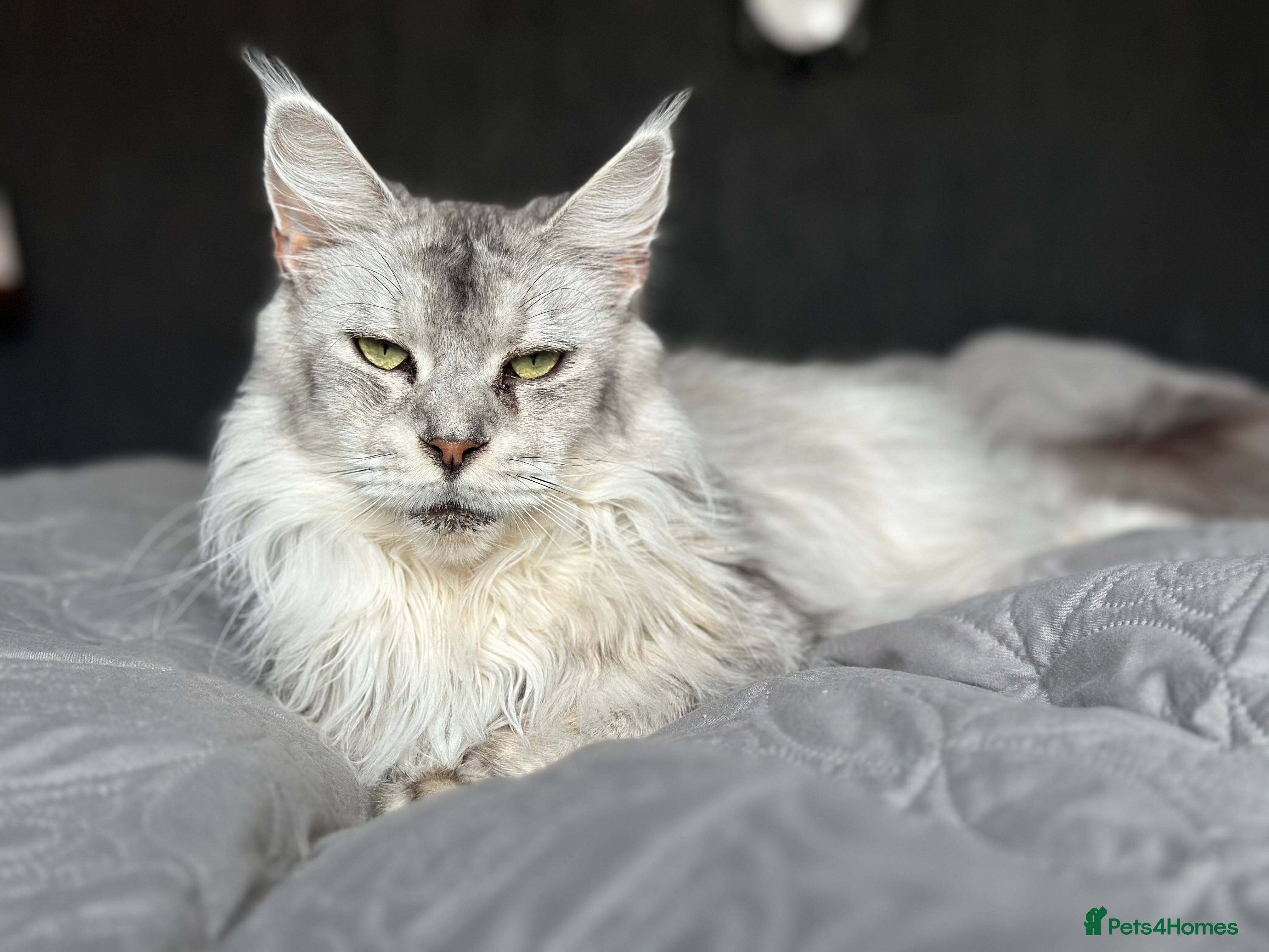 Maine Coon cats Registered russian pedigree silver maine coon girl - Advert 1