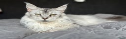 Maine Coon cats for sale: Registered russian pedigree silver maine coon girl - Advert 1