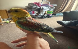 Parakeets birds for sale: Handreared and super tame red rump - Image 3