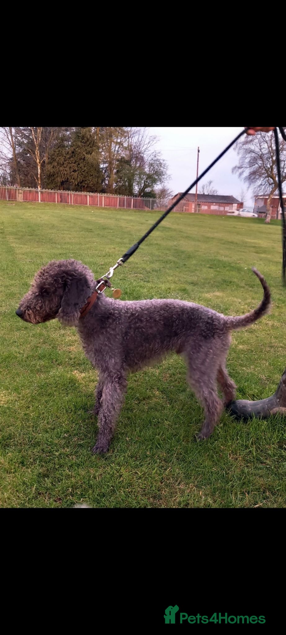 Bedlington Terrier dogs Dark Blue Bedlington terrier for stud CT clear   - Advert 6