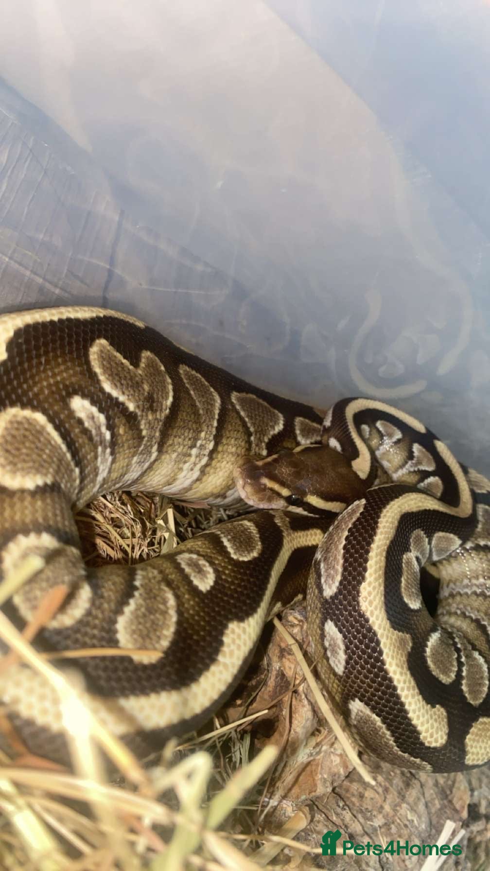 Python Snake reptiles Yellow belly ball python  - Advert 16