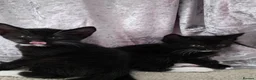 Mixed Breed cats for sale: Ragdoll Cross kittens - Advert 3