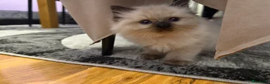 Ragdoll 2