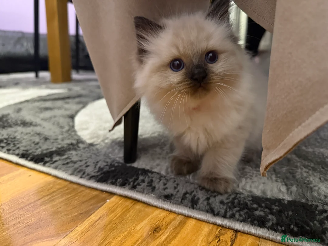 Ragdoll cats for sale: Beautiful ragdoll kitten  - Advert 3