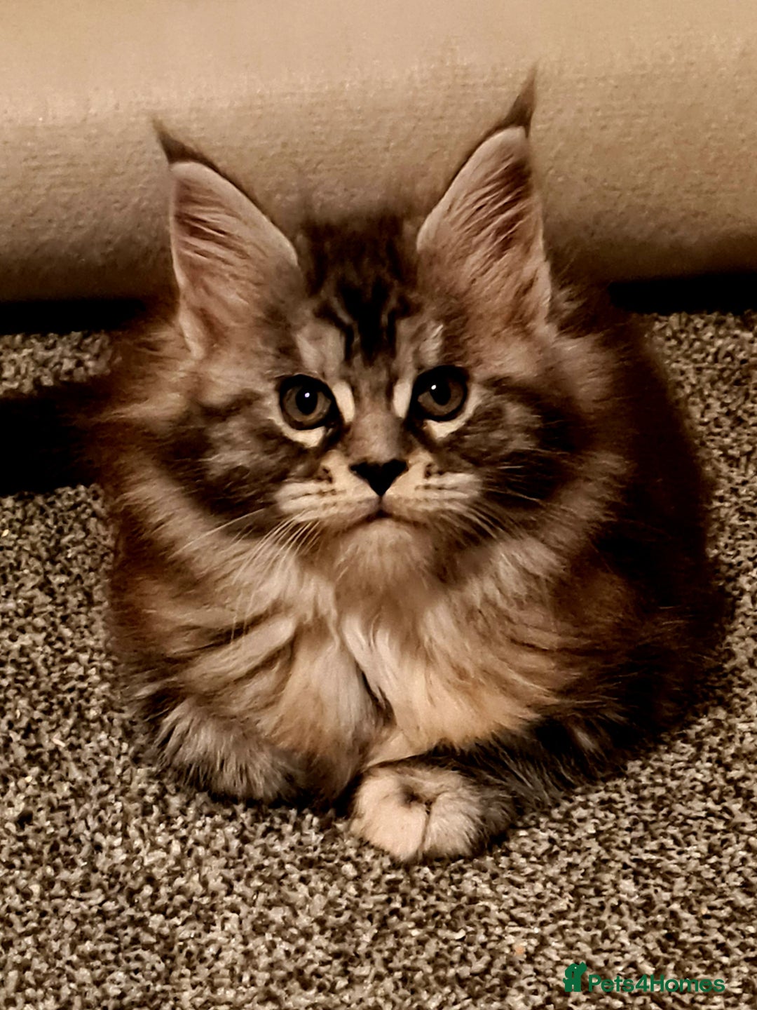 Maine Coon cats for sale: Pedigree Mainecoon Female - Advert 3