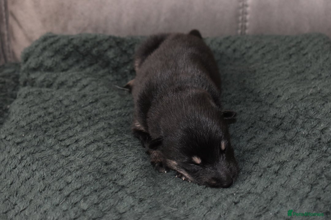 Shepsky dogs for sale: German shepherd x husky puppies - Image 37
