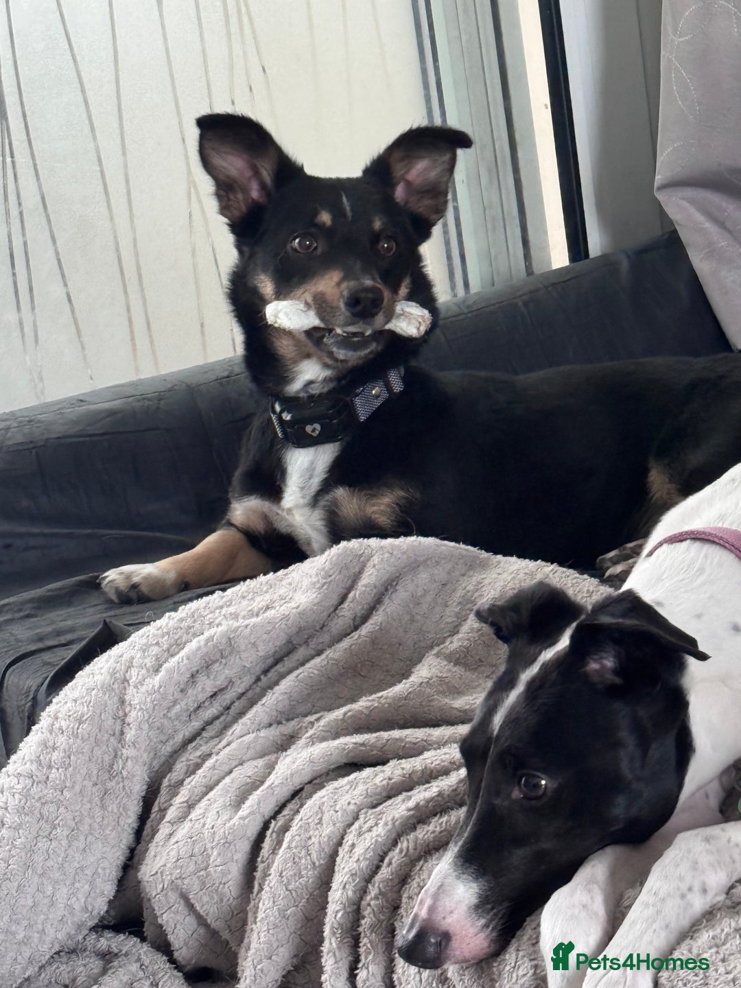 Mixed Breed dogs for sale: Female Corgi Collie mix - Advert 5