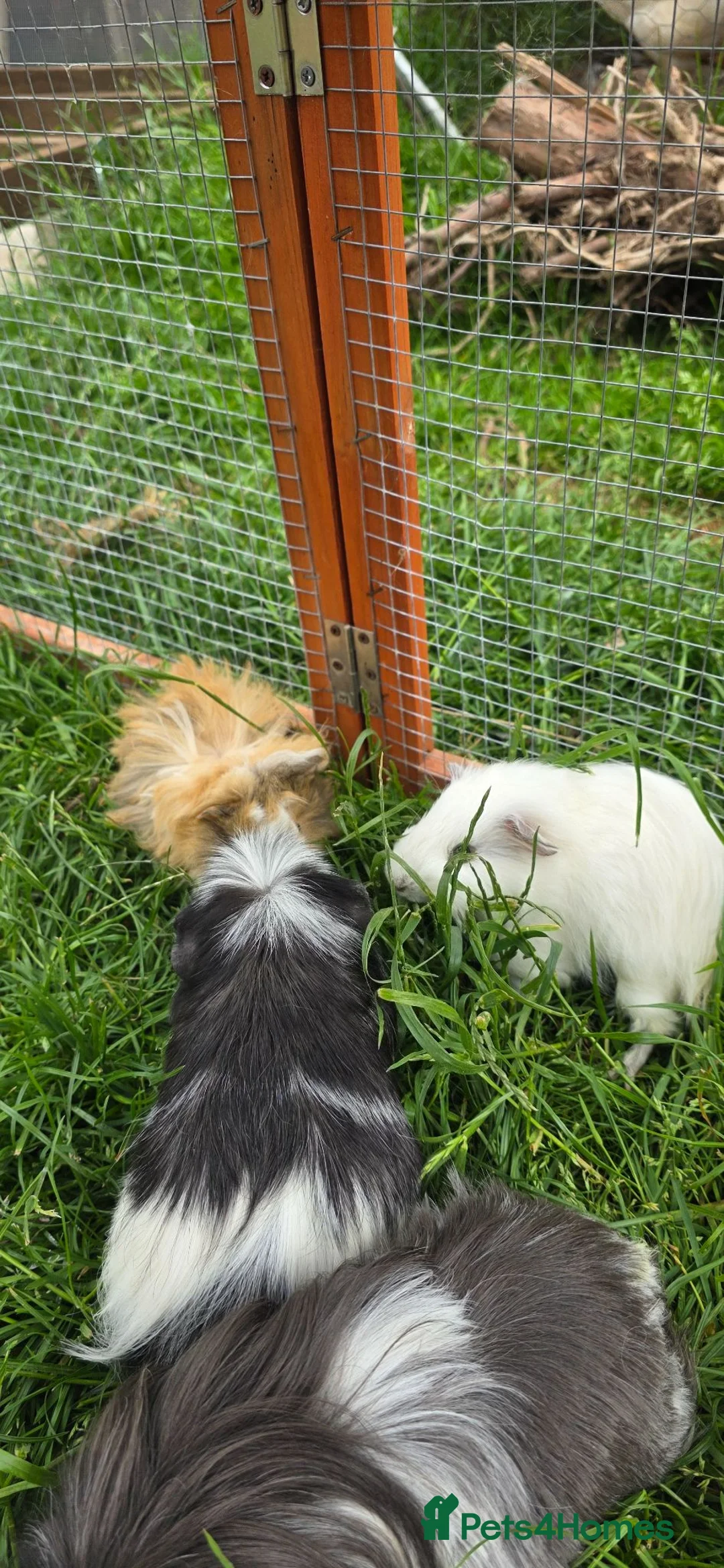 Guinea Pig rodents for sale: Female guinea pigs in Musselburgh - Advert 2