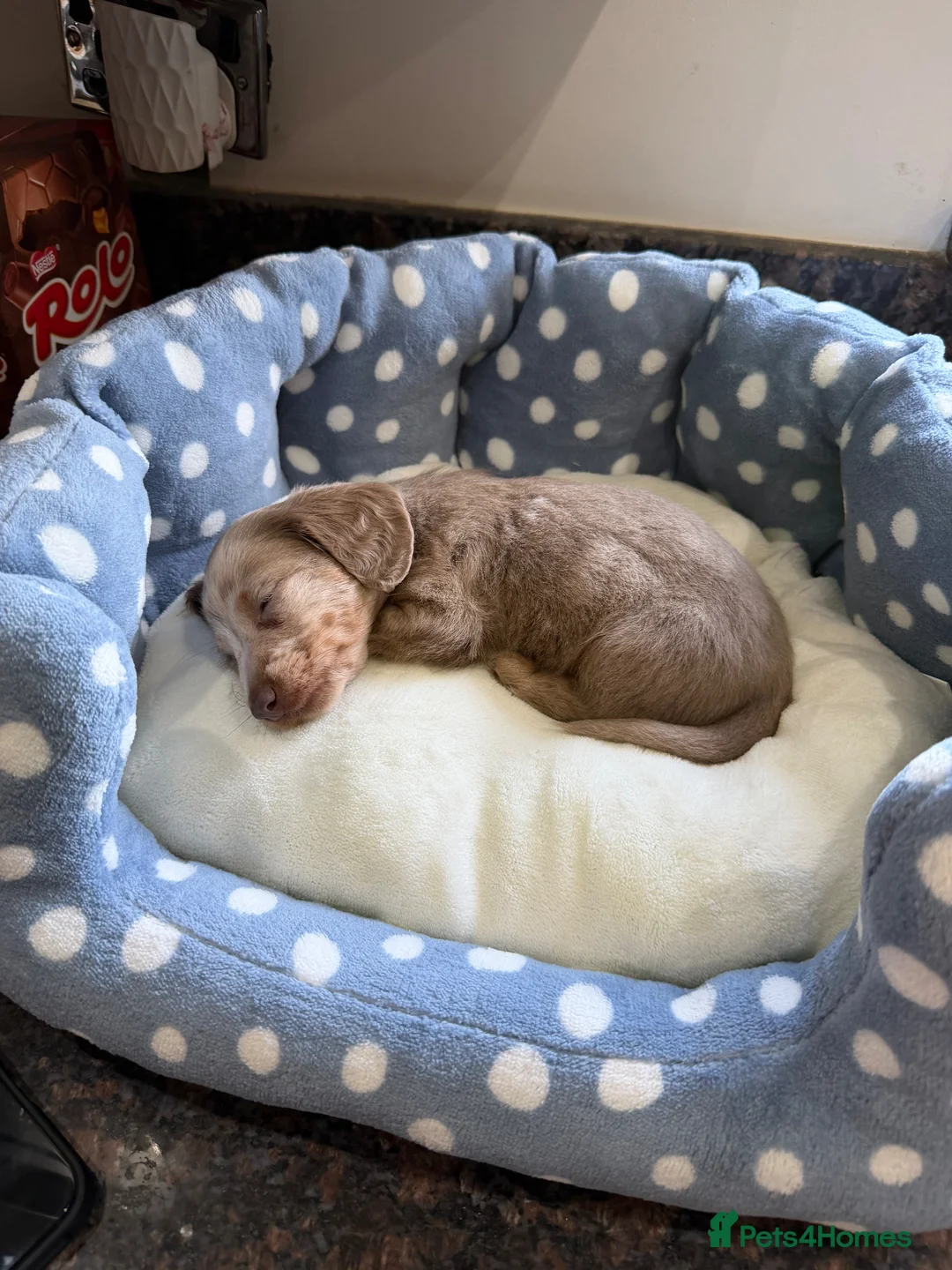 Miniature Dachshund dogs for sale: Long haired miniature dachshund in Sevenoaks - Advert 2