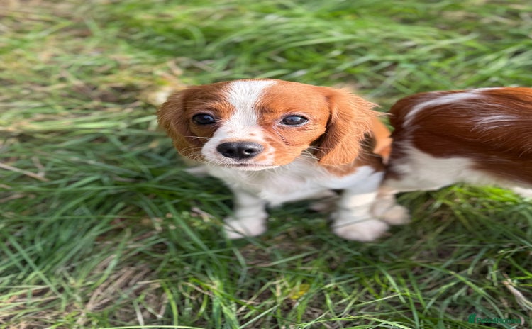 Cavalier King Charles Spaniel dogs in Stafford - Advert 7