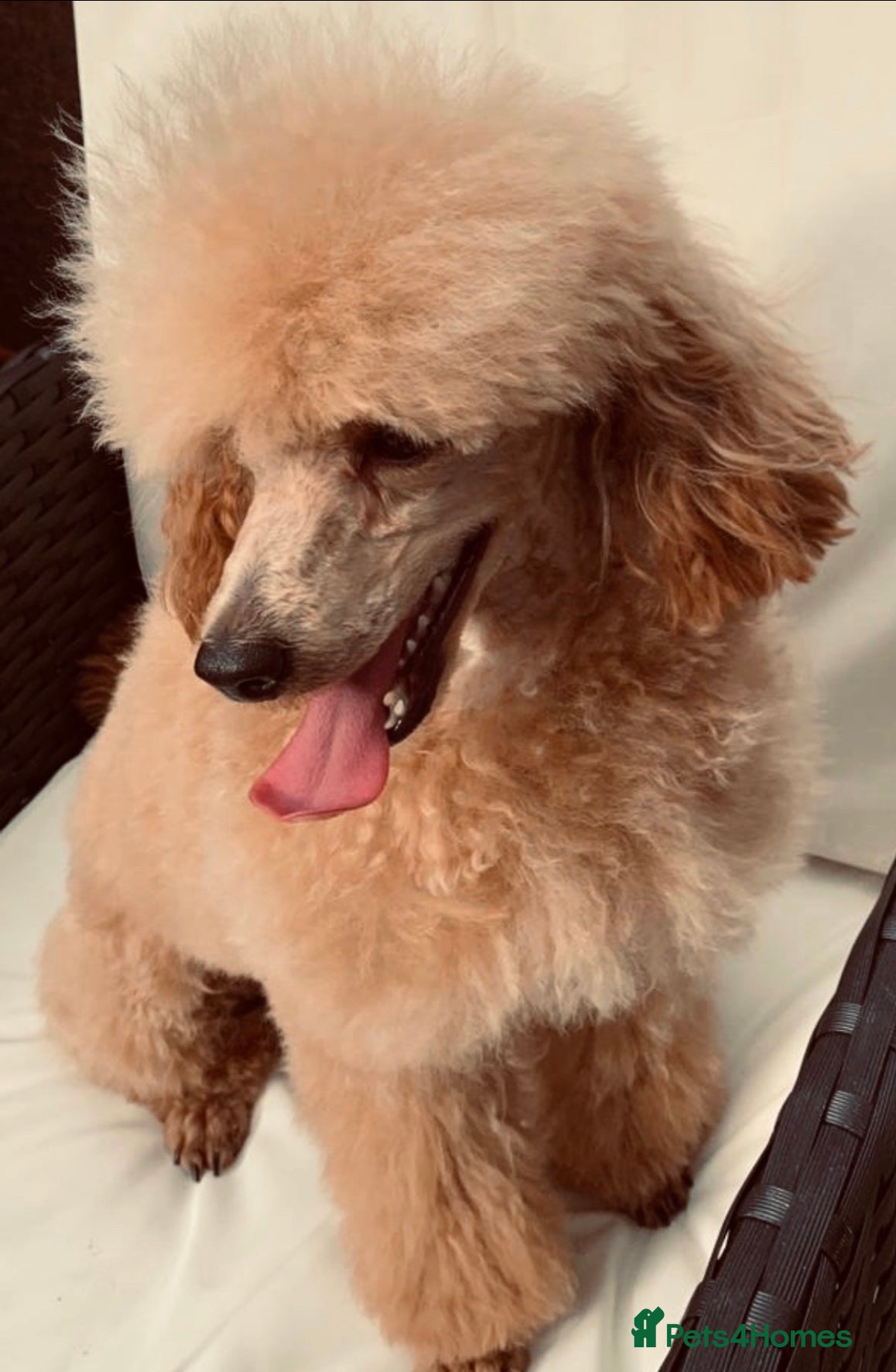 Toy Poodle dogs KC REG EXTENSIVELY DNA HEALTH TESTED POODLE STUD - Advert 4