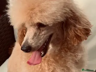 Toy Poodle dogs KC REG EXTENSIVELY DNA HEALTH TESTED POODLE STUD - Advert 4