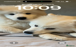 Samoyed dogs for sale: Looking for a Loving New Home for Our Two Samoyeds - Image 1