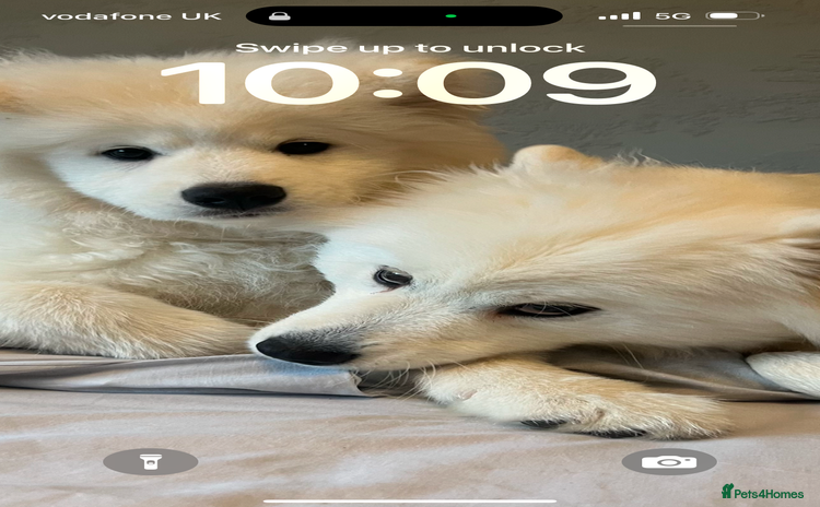 Samoyed dogs - Advert 7