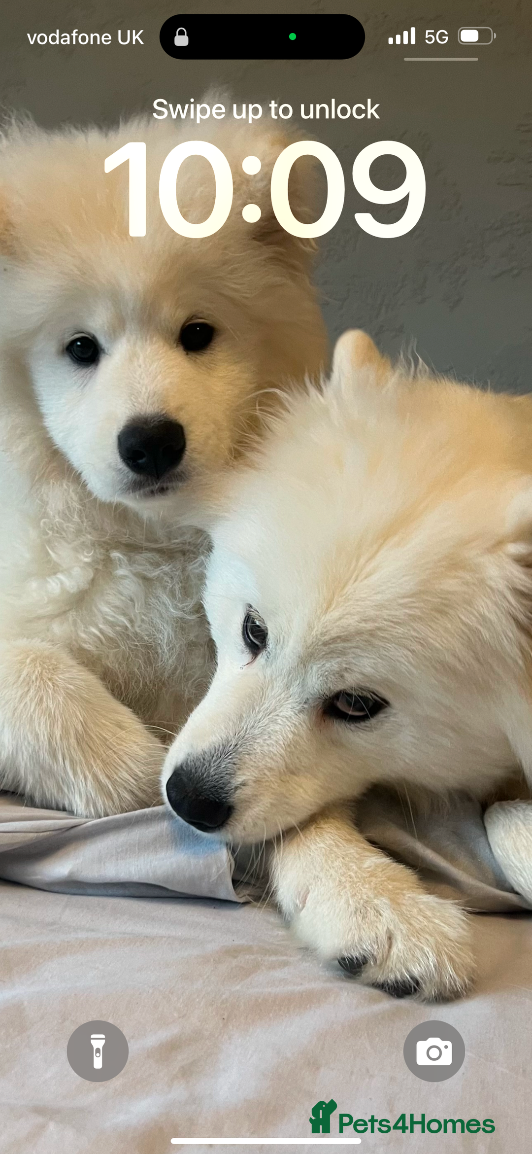 Samoyed dogs for sale: Looking for a Loving New Home for Our Two Samoyeds - Image 1