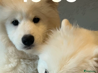 Samoyed dogs for sale - Advert 1
