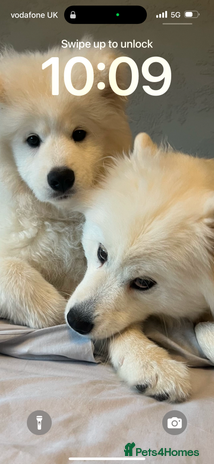 Samoyed dogs - Advert 1
