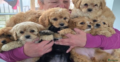 Cavapoo dogs - Advert 4