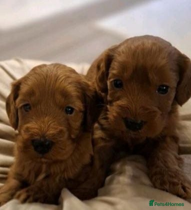 Cockapoo dogs Cockapoo puppies - Advert 1