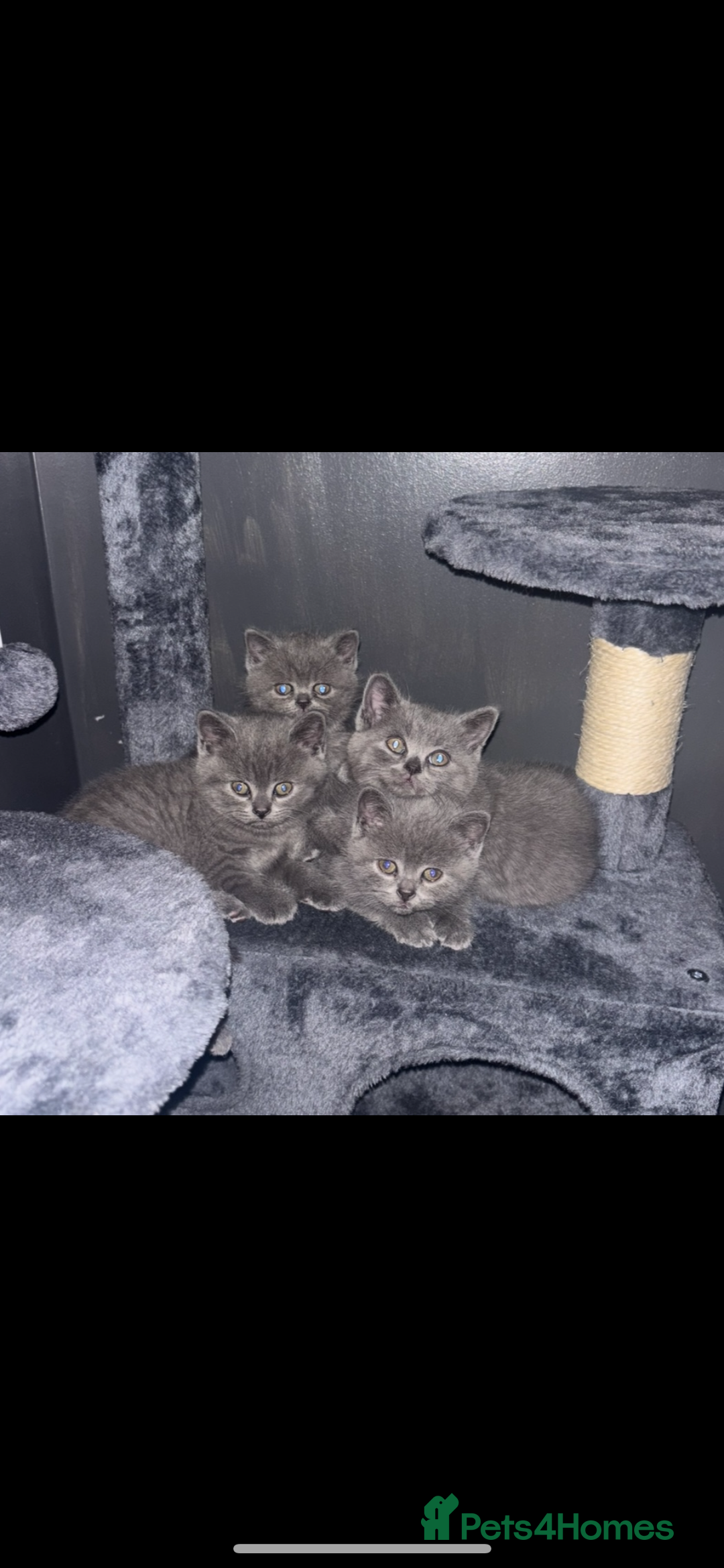 British Shorthair cats for sale: Blue British shorthair  - Image 8