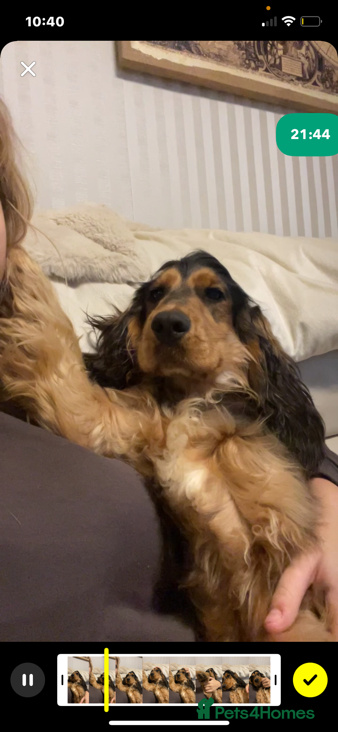 Cocker Spaniel dogs for sale: Gentle Show Cocker Spaniel Pup. - Advert 3