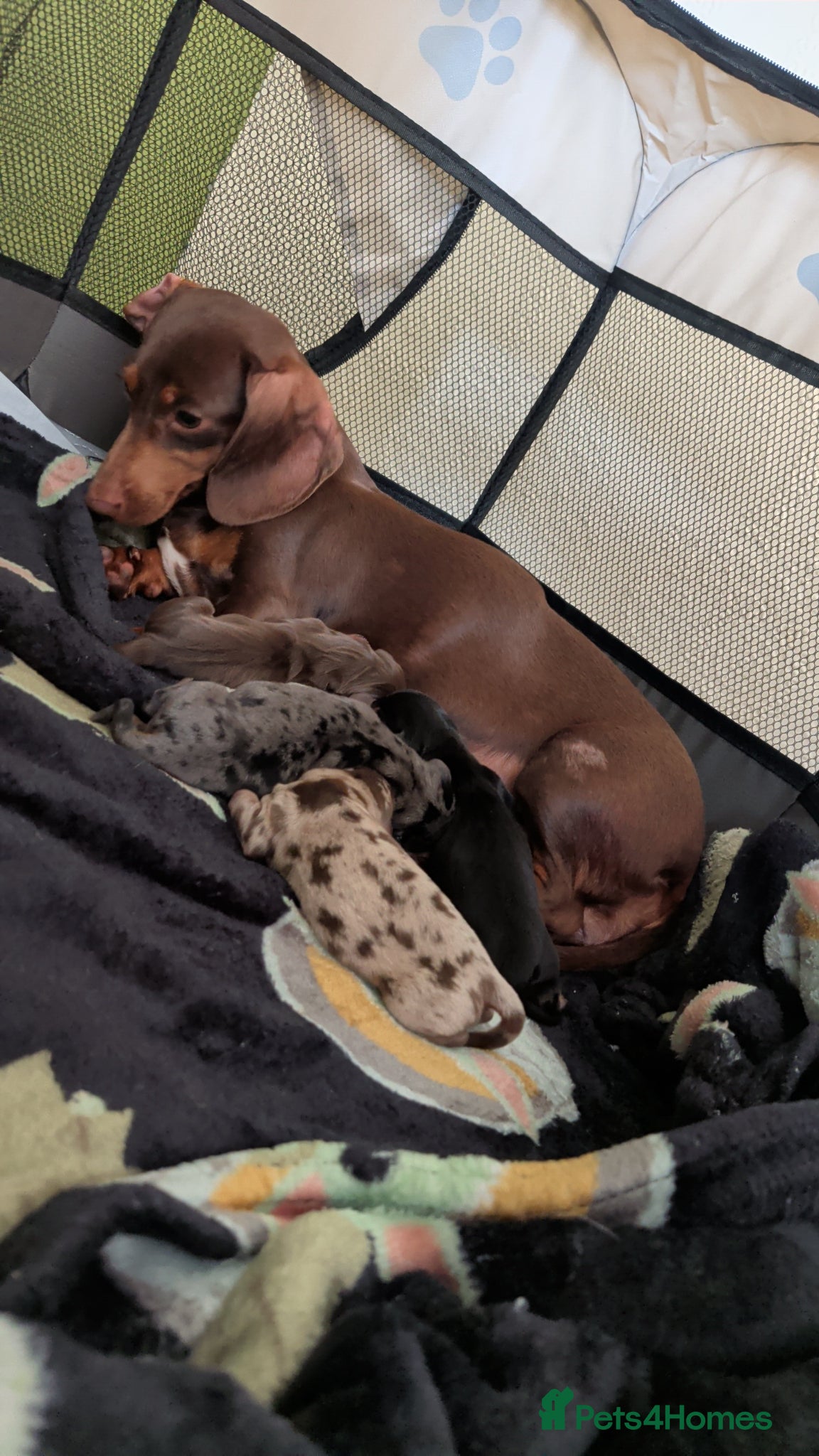 Miniature Dachshund dogs Beautiful Miniature Dachshunds  - Advert 6