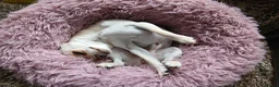 Chihuahua dogs for sale: Chihuahua Boy - Advert 4