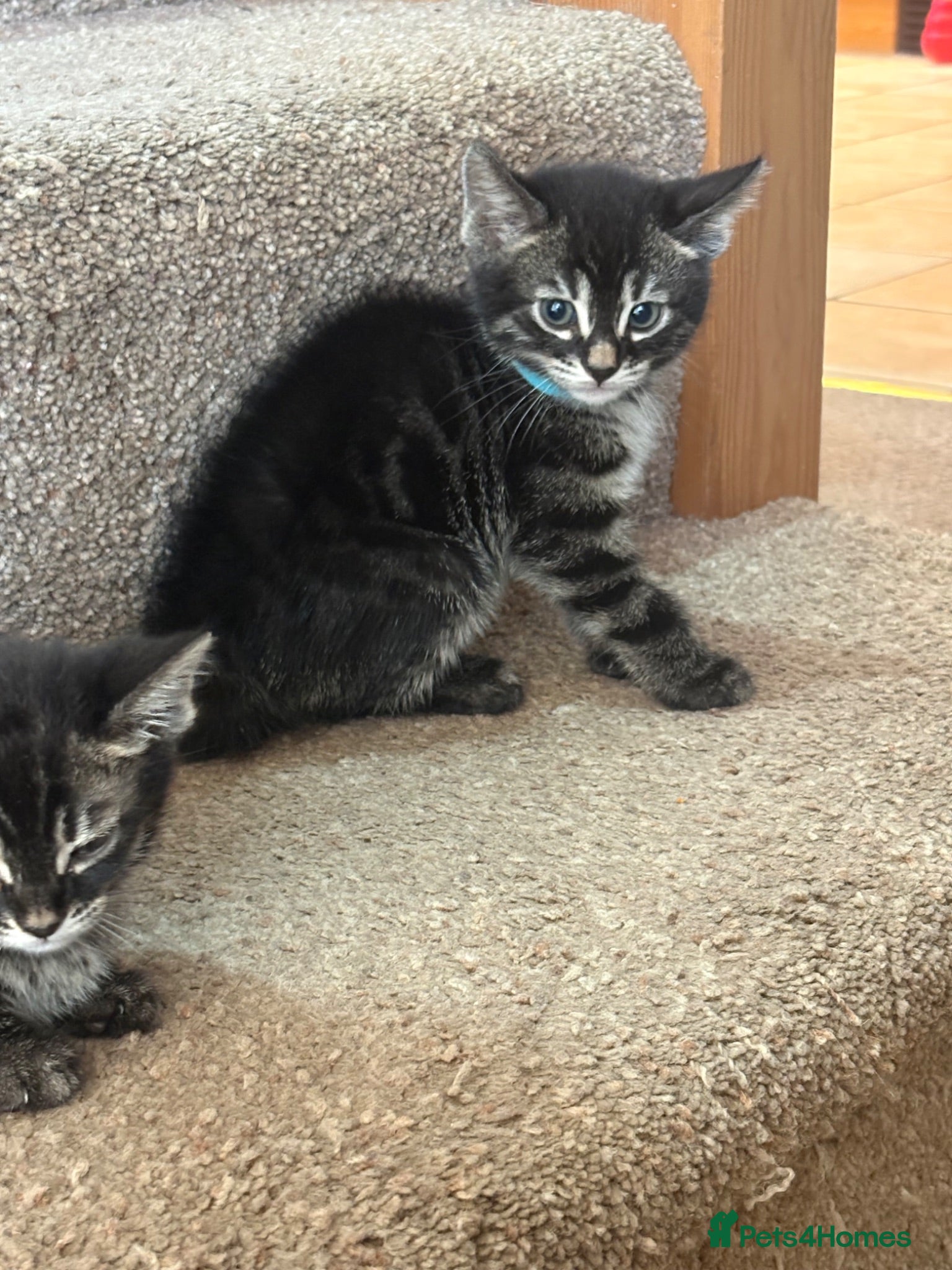 Mixed Breed cats Half bengal kittens  - Advert 2