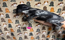Cocker Spaniel dogs for sale: Chunky show type cocker spaniels  - Image 3