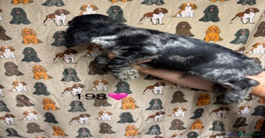 Cocker Spaniel dogs - Advert 8