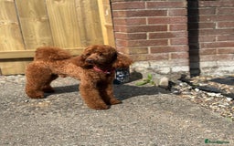 Miniature Poodle dogs for stud:  ⭐️KC PRINCE CHARMING BLUE BOY MINIATURE POODLE⭐️ - Image 7