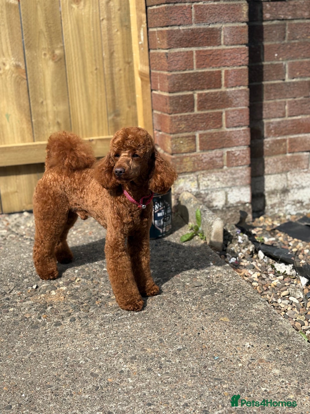 Miniature Poodle dogs for stud:  ⭐️KC PRINCE CHARMING BLUE BOY MINIATURE POODLE⭐️ - Image 7