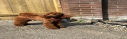 Miniature Poodle dogs for stud:  ⭐️KC PRINCE CHARMING BLUE BOY MINIATURE POODLE⭐️ - Advert 7
