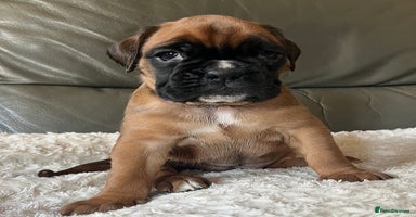 Boxer dogs - Advert 8