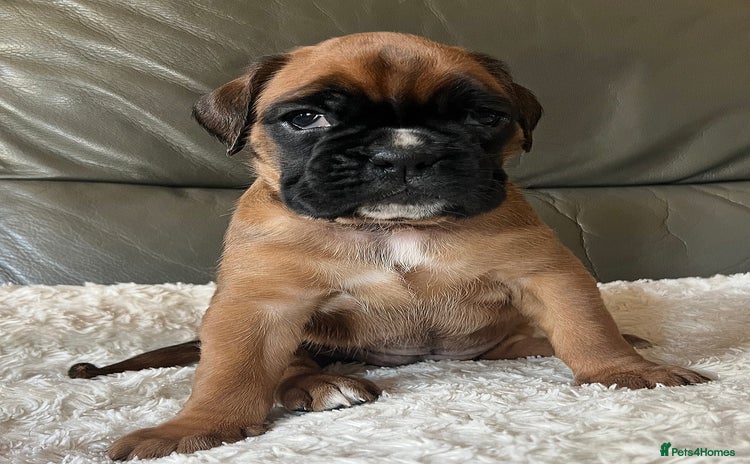 Boxer dogs - Advert 2