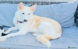 Shepsky dogs for sale: Nevaeh is seeking a forever home.  - Advert 6