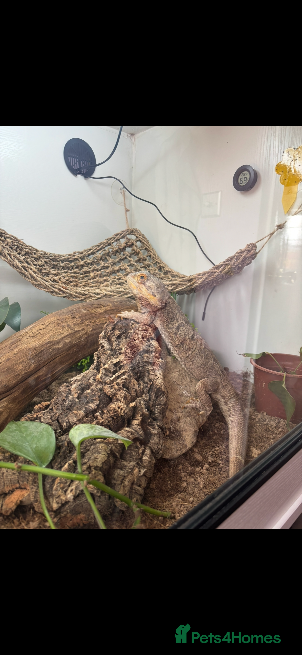 Bearded Dragon reptiles Male bearded dragon - Advert 1