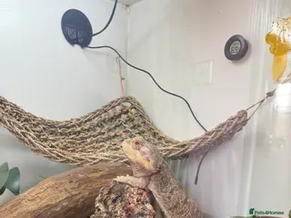 Bearded Dragon reptiles Male bearded dragon - Advert 1