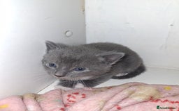 Mixed Breed cats for sale: British short hair cross kittens - Image 6