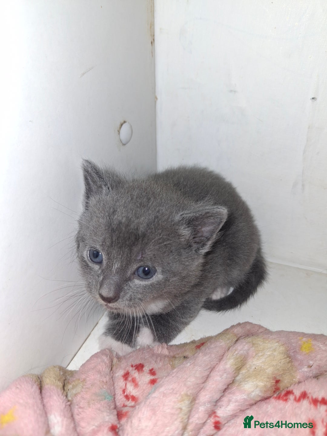 Mixed Breed cats for sale: British short hair cross kittens - Image 6