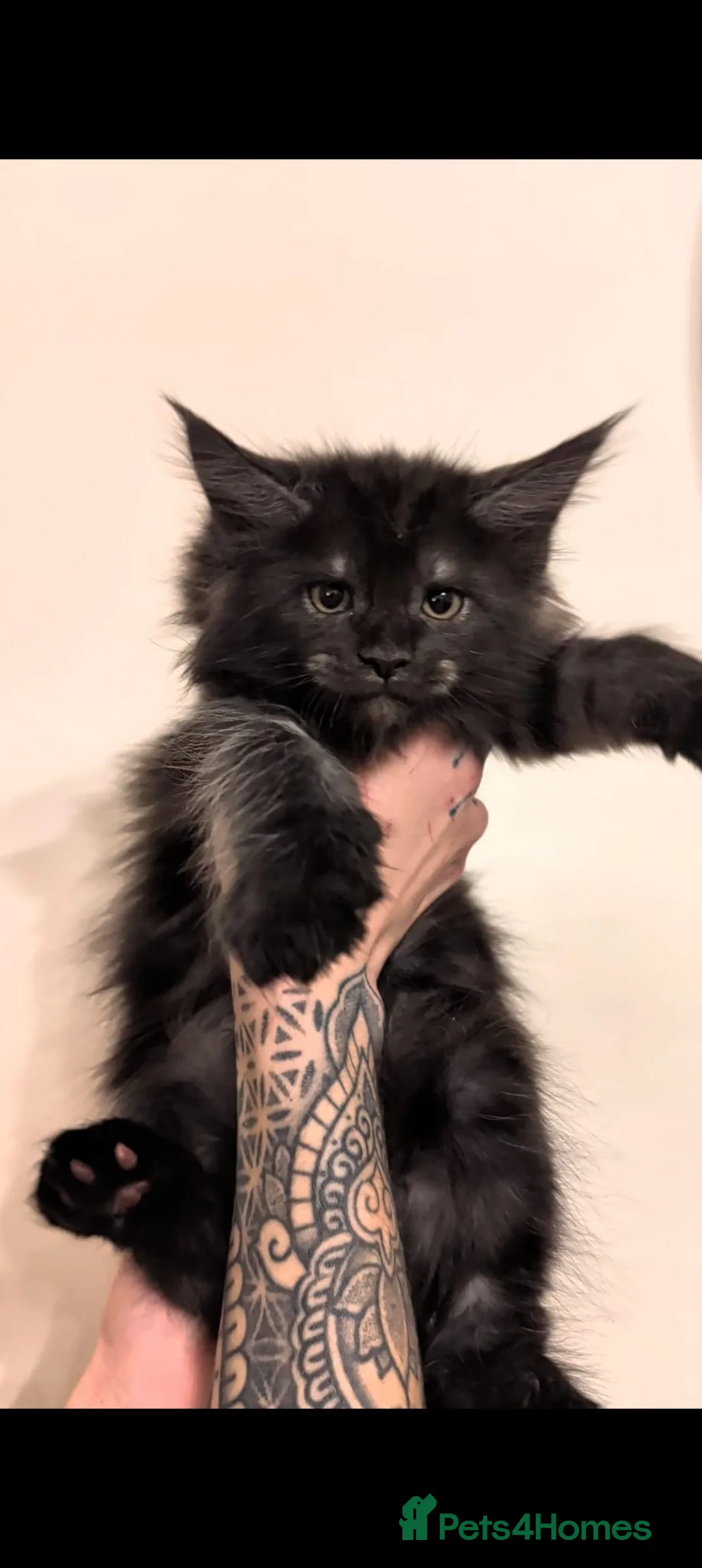 Maine Coon cats for sale: Championline maine coon kittens - Advert 4