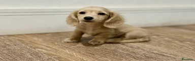 Miniature Dachshund Puppy 4